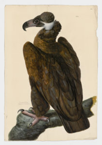 Drawing of a Cinereous Vulture from a 18th century specimen [modern geographical distribution: Europe and Asia (excluding Russia). Attributed to Paillou, Peter, c.1720 – c.1790]