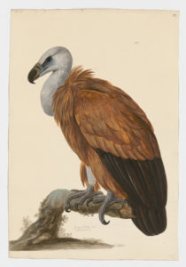 Drawing of a Eurasian Griffon from a 18th century specimen [modern geographical distribution: Europe, Central Asia, India, the Middle East, North Africa, and East Africa. Attributed to Paillou, Peter, c.1720 – c.1790]