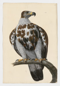 Drawing of a Eurasian Griffon from a 18th century specimen [modern geographical distribution: Europe, Central Asia, India, the Middle East, North Africa, and East Africa. Attributed to Paillou, Peter, c.1720 – c.1790]