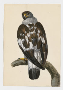 Drawing of a Eurasian Griffon from a 18th century specimen [modern geographical distribution: Europe, Central Asia, India, the Middle East, North Africa, and East Africa. Attributed to Paillou, Peter, c.1720 – c.1790]
