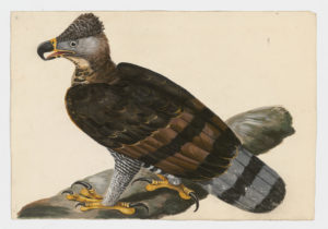 Drawing of an Ornate Hawk Eagle from a 18th century specimen [modern geographical distribution: Central America and South America. Attributed to Paillou, Peter, c.1720 – c.1790]
