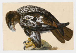 Drawing of an immature Bald Eagle from a 18th century specimen [modern geographical distribution: North America. Attributed to Paillou, Peter, c.1720 – c.1790]