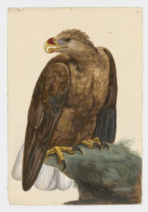 Drawing of a White-Tailed Eagle from a 18th century specimen [modern geographical distribution: Greenland, Europe, Central Asia, and Northeast Asia. Attributed to Paillou, Peter, c.1720 – c.1790]