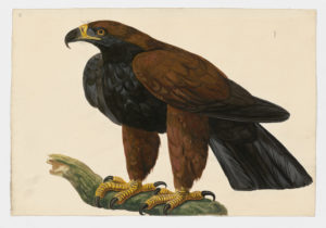 Drawing of a Golden Eagle from a 18th century specimen [modern geographical distribution: North America, Europe, Central and Northeastern Asia, and North Africa. Attributed to Paillou, Peter, c.1720 – c.1790]