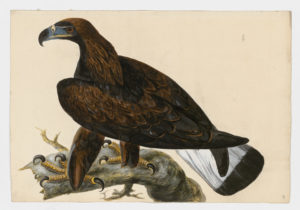 Drawing of an immature Golden Eagle from a 18th century specimen [modern geographical distribution: North America, Europe, Central and Northeast Asia, and North Africa. Attributed to Paillou, Peter, c.1720 – c.1790]