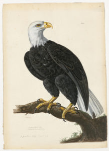 Drawing of a Bald Eagle from a 18th century specimen [modern geographical distribution: North America].