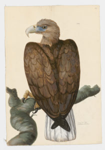 Drawing of a White Tailed Sea Eagle from a 18th century specimen [modern geographical distribution: Greenland, Europe, Central Asia, Northeast Asia. Attributed to Paillou, Peter, c.1720 – c.1790]
