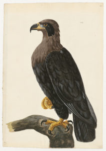 Drawing of a Black Eagle from a 18th century specimen [modern geographical distribution: India, and South East Asia].