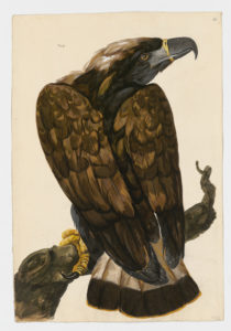 Drawing of an immature Golden Eagle from a 18th century specimen [modern geographical distribution: North America, Europe, Central and Northeast Asia, and North Africa. Attributed to Paillou, Peter, c.1720 – c.1790]