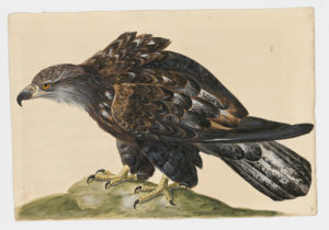 Drawing of a Bald Eagle from a 18th century specimen [modern geographical distribution: North America. Attributed to Paillou, Peter, c.1720 – c.1790]