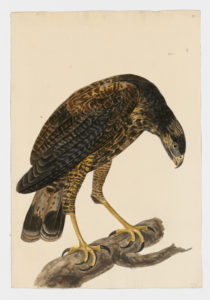 Drawing of a Peregrine Falcon from a 18th century specimen [modern geographical distribution: Worldwide. Attributed to Paillou, Peter, c.1720 – c.1790]