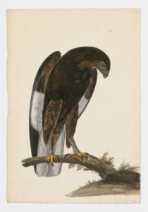 Drawing of a Variable Hawk from a 18th century specimen [modern geographical distribution: South America. Attributed to Paillou, Peter, c.1720 – c.1790]