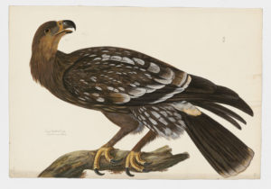 Drawing of a Greater Spotted Eagle from a 18th century specimen [modern geographical distribution: Europe, Asia, and East Africa. Attributed to Paillou, Peter, c.1720 – c.1790]