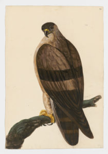 Drawing of a Booted Eagle from a 18th century specimen [modern geographical distribution: Europe, Asia, and Africa. Attributed to Paillou, Peter, c.1720 – c.1790]