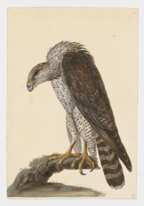 Drawing of a Gyrfalcon from a 18th century specimen [modern geographical distribution: the Northern United States and Canada, Northern Europe, and Russia. Attributed to Paillou, Peter, c.1720 – c.1790]