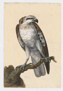 Drawing of an Osprey from a 18th century specimen [modern geographical distribution: worldwide. Attributed to Paillou, Peter, c.1720 – c.1790]