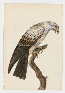 Drawing of a Harrier from a 18th century specimen [modern geographical distribution: Europe, the Middle East, Central Asia, India, and Africa. Attributed to Paillou, Peter, c.1720 – c.1790]
