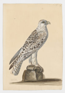 Drawing of a Gyrfalcon from a 18th century specimen [modern geographical distribution: the Northern United States and Canada, Northern Europe, and Russia. Attributed to Paillou, Peter, c.1720 – c.1790]