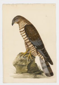 Drawing of a Eurasian Sparrowhawk from a 18th century specimen [modern geographical distribution: Europe, Asia, and East Africa. Attributed to Paillou, Peter, c.1720 – c.1790]