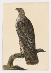 Drawing of a Gyrfalcon from a 18th century specimen [modern geographical distribution: the Northern United States, Canada, Northern Europe, and Russia. Attributed to Paillou, Peter, c.1720 – c.1790]
