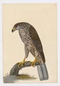 Drawing of a female Northern Goshawk from a 18th century specimen [modern geographical distribution: North America, Europe, and Asia. Attributed to Paillou, Peter, c.1720 – c.1790]