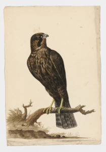 Drawing of an immature Tundra Peregrine Falcon from a 18th century specimen [modern geographical distribution: worldwide; the tundra subspecies nests on the North American tundra and migrates South to Southern Canada and the United States in the winter]