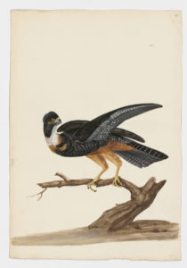 Drawing of a Bat Falcon from a 18th century specimen [modern geographical distribution: Central America and the Amazon. Attributed to Paillou, Peter, c.1720 – c.1790]