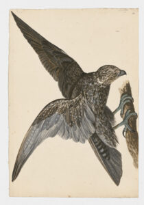 Drawing of a possible Peregrine Falcon from a 18th century specimen [modern geographical distribution: worldwide. Attributed to Collins, Charles]