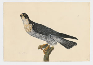 Drawing of a Peregrine Falcon from a 18th century specimen [modern geographical distribution: worldwide. Attributed to Paillou, Peter, c.1720 – c.1790]