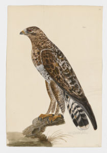 Drawing of a Rough Legged Hawk from a 18th century specimen [modern geographical distribution: North America, Europe, Russia, Central and Northeast Asia. Attributed to Paillou, Peter, c.1720 – c.1790]