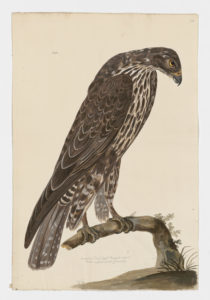 Drawing of a Rough Legged Hawk from a 18th century specimen [modern geographical distribution: North America, Europe, Russia, and Central and Northeast Asia. Attributed to Paillou, Peter, c.1720 – c.1790]