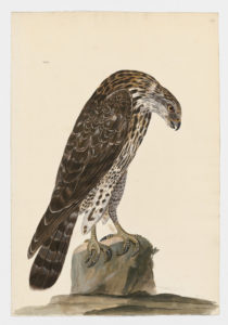 Drawing of an immature Red-Shouldered Hawk from a 18th century specimen [modern geographical distribution: Southern Canada, the United States, and Mexico. Attributed to Paillou, Peter, c.1720 – c.1790]