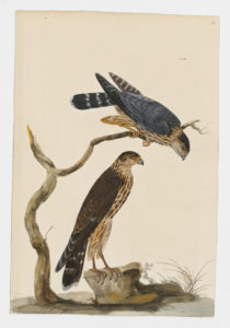 Drawing of a pair of Merlins from 18th century specimens [modern geographical distribution: North America, Europe, Russia, Central and Northeast Asia, and Northern South America. Attributed to Paillou, Peter, c.1720 – c.1790]