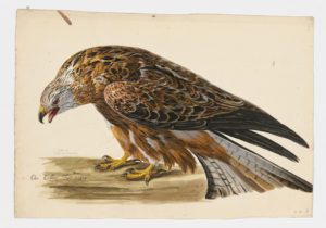 Drawing of a Red Kite from a 18th century specimen [modern geographical distribution: Europe, the Middle East, and North Africa]