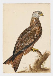 Drawing of a Red Kite from a 18th century specimen [modern geographical distribution: Europe, the Middle East, and North Africa]