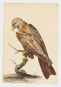 Drawing of a Red Kite from a 18th century specimen [modern geographical distribution: Europe, the Middle East, and North Africa. Attributed to Paillou, Peter, c.1720 – c.1790]