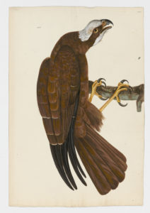 Drawing of a Eurasian Marsh Harrier from a 18th century specimen [modern geographical distribution: Europe, Africa, and Asia. Attributed to Paillou, Peter, c.1720 – c.1790]