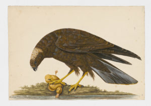 Drawing of a Eurasian Marsh Harrier from a 18th century specimen [modern geographical distribution: Europe, Africa, and Asia]