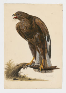 Drawing of a Common Buzzard from a 18th century specimen [modern geographical distribution: Europe, Asia, and East and South Africa]