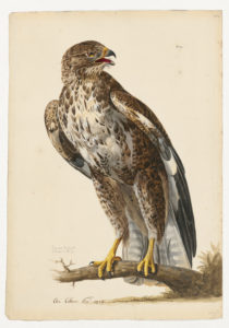 Drawing of a Common Buzzard from a 18th century specimen [modern geographical distribution: Europe, Asia, and East and South Africa].