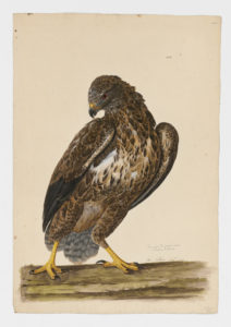 Drawing of an immature Common Buzzard from a 18th century specimen [modern geographical distribution: Europe, Asia, and East and South Africa]