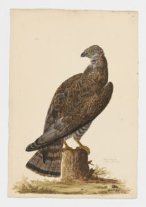 Drawing of a possible female Honey Buzzard from a 18th century specimen [modern geographical distribution: Europe, Russia, Central Asia, the Middle East, and Africa]