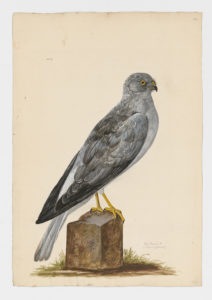 Drawing of a male Hen Harrier from a 18th century specimen [modern geographical distribution: North America, Europe, and Asia]