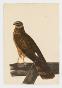 Drawing of an immature Northern Harrier from a 18th century specimen [modern geographical distribution: North America. Attributed to Paillou, Peter, c.1720 – c.1790]