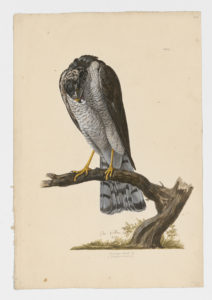 Drawing of a female Eurasian Sparrowhawk from a 18th century specimen [modern geographical distribution: Europe, Asia, and East Africa]