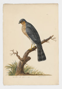 Drawing of a male Eurasian Sparrowhawk from a 18th century specimen [modern geographical distribution: Europe, Asia, and East Africa]