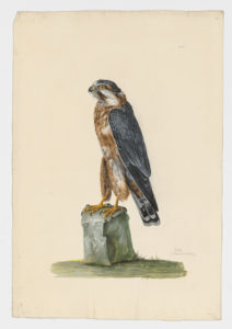 Drawing of an Eleonora's Falcon from a 18th century specimen [modern geographical distribution: Europe, East Africa, and Madagascar. Attributed to Paillou, Peter, c.1720 – c.1790]