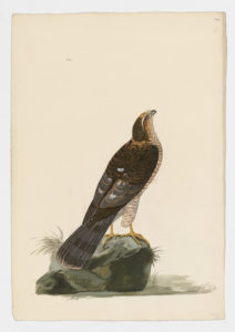 Drawing of a possible immature Eurasian Sparrowhawk from a 18th century specimen [modern geographical distribution: Europe, Asia, and East Africa. Attributed to Paillou, Peter, c.1720 – c.1790]