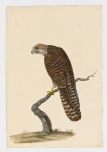Drawing of a female Eurasian Kestrel from a 18th century specimen [modern geographical distribution: Europe, Asia, and Africa. Attributed to Paillou, Peter, c.1720 – c.1790]