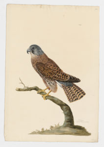 Drawing of an immature male Eurasian Kestrel from a 18th century specimen [modern geographical distribution: Europe, Asia, and Africa. Attributed to Paillou, Peter, c.1720 – c.1790]